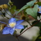 blue blue