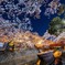 水門川夜桜「奥の細道むすびの地」　2022③