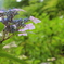 紫陽花