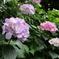 紫陽花