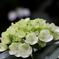 紫陽花