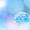 紫陽花ブルー