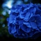綺麗紫陽花最高