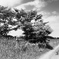 Landscape・夏木－Jun. 2022