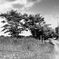 Landscape・夏木－Jun. 2022