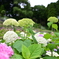 White Hydrangea