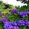 五重塔とアジサイ