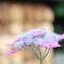 紫陽花
