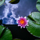 太陽になった花