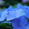 長谷寺紫陽花④