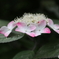 紫陽花