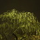 photo_1115944