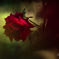 闇の薔薇