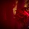 紅蓮の薔薇