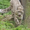 ユキヒョウ