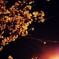 夜桜