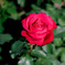 赤薔薇