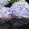 みなもの紫陽花