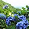 今が旬の紫陽花　２