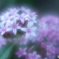 「Pentas」
