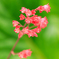 庭の花2022-17