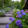紫陽花寺