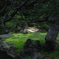 森の深くへの行く道