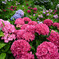 梅雨の紫陽花
