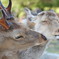 奈良公園の鹿