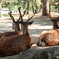 奈良公園の鹿