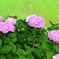 水郷のアジサイ１