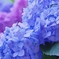 紫陽花の季節