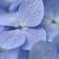 那智山　紫陽花