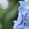 那智山　紫陽花