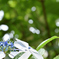 那智山　紫陽花
