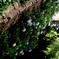 水面の紫陽花