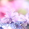 紫陽花三昧