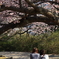 桜の木の下で