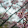 UME