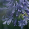 Blue Kiss