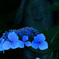 紫陽花