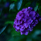 紫の紫陽花