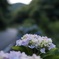 紫陽花ロード