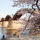 錦帯橋～桜～