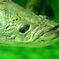魚眼