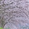 桜日和
