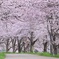桜並木