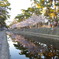 夙川の桜