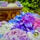 紫陽花盛