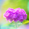パステルカラー　紫陽花